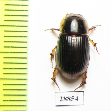 Aphodiinae sp.  Angola - INSECTS-STORE.RU