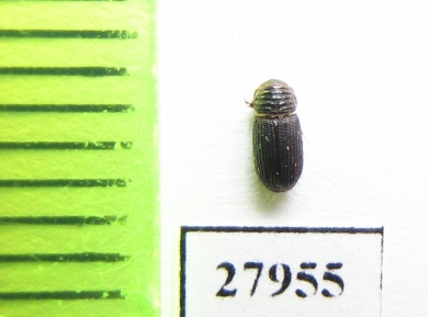 Aphodiinae sp.  Angola - INSECTS-STORE.RU