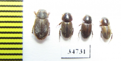 Aphodiinae sp.  Ethiopia - INSECTS-STORE.RU