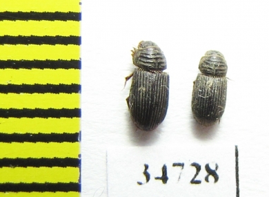 Aphodiinae sp.  Ethiopia - INSECTS-STORE.RU