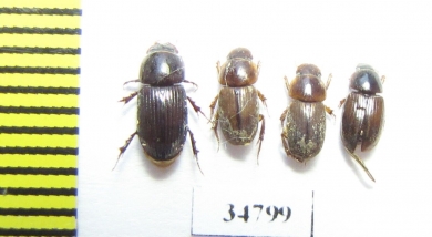 Aphodiinae sp.  Ethiopia - INSECTS-STORE.RU