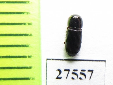 Aphodiinae sp.  Madagascar - INSECTS-STORE.RU