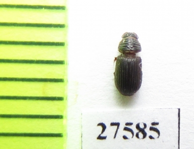 Aphodiinae sp.  Madagascar - INSECTS-STORE.RU