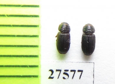 Aphodiinae sp.  Madagascar - INSECTS-STORE.RU