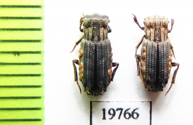 Aphodiinae sp.  Malaysia, Borneo - INSECTS-STORE.RU