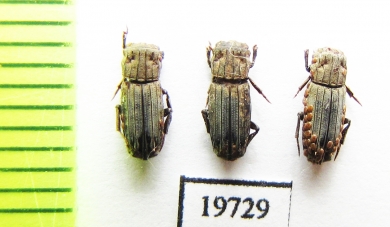Aphodiinae sp.  Malaysia, Borneo - INSECTS-STORE.RU