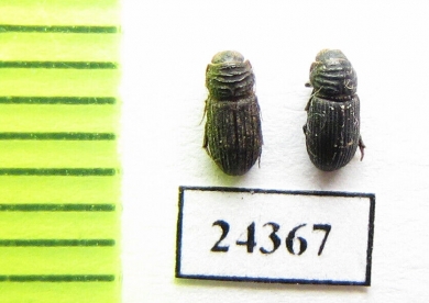 Aphodiinae sp.  Mali - INSECTS-STORE.RU