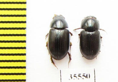 Aphodiinae sp.  Mexico - INSECTS-STORE.RU