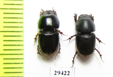 Aphodiinae sp., pair  Togo - INSECTS-STORE.RU
