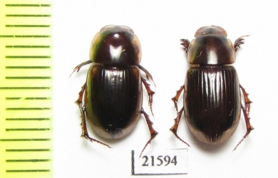 Aphodiinae sp., pair  Zambia - INSECTS-STORE.RU