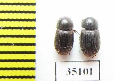 Aphodiinae sp.  Peru - INSECTS-STORE.RU