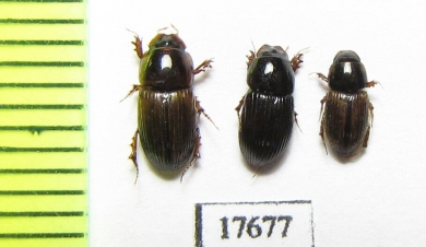 Aphodiinae sp.  South Africa Rep. - INSECTS-STORE.RU