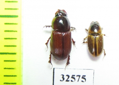 Aphodiinae sp.  South Africa Rep. - INSECTS-STORE.RU