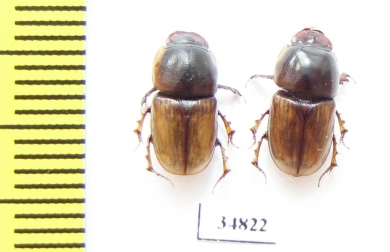 Aphodiinae sp.  Sudan - INSECTS-STORE.RU