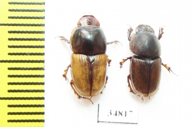 Aphodiinae sp.  Sudan - INSECTS-STORE.RU