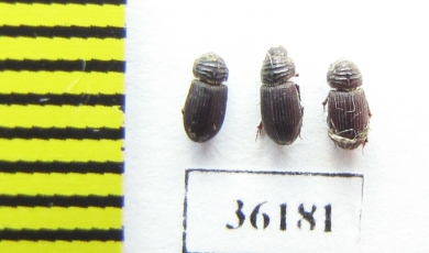 Aphodiinae sp.  Thailand - INSECTS-STORE.RU