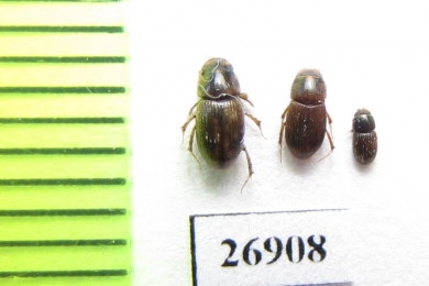 Aphodiinae sp.  Vietnam - INSECTS-STORE.RU