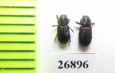 Aphodiinae sp.  Vietnam - INSECTS-STORE.RU