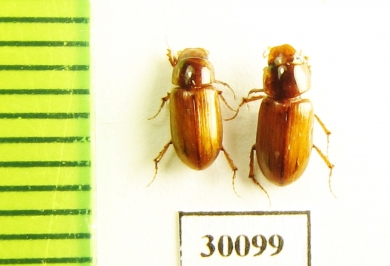 Aphodius (Erytus) sp.  Iran, Fars prov. - INSECTS-STORE.RU