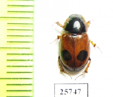 Aphodius bimaculatus  Russia, Astrakhan reg. - INSECTS-STORE.RU