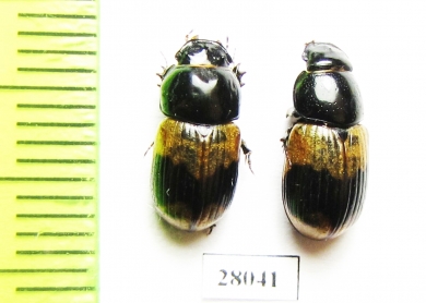 Aphodius elegans, pair  China, Yunnan prov. - INSECTS-STORE.RU