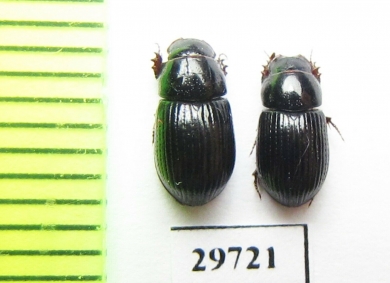 Aphodius elevatus  Spain - INSECTS-STORE.RU