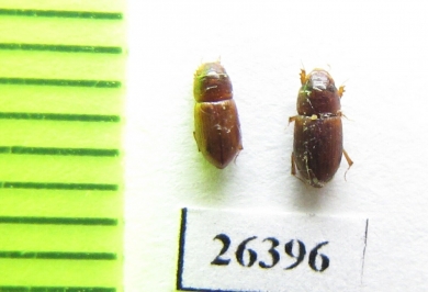 Aphodius fastigata  Oman - INSECTS-STORE.RU