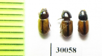 Aphodius lucidus  Uzbekistan - INSECTS-STORE.RU