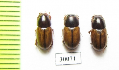 Aphodius lugens  Uzbekistan - INSECTS-STORE.RU