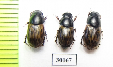 Aphodius luridus  Uzbekistan - INSECTS-STORE.RU