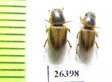 Aphodius moestus  Tajikistan - INSECTS-STORE.RU