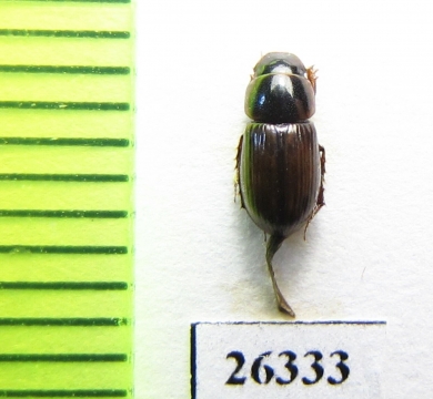 Aphodius nigrovirgatus  China, Tibet - INSECTS-STORE.RU