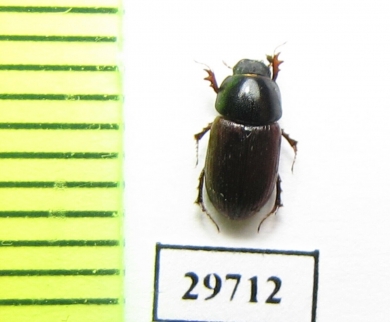 Aphodius porcus  Poland - INSECTS-STORE.RU