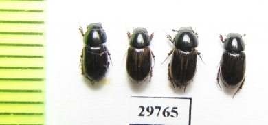 Aphodius punctatosulcatus hirtipes  Georgia - INSECTS-STORE.RU
