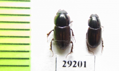 Aphodius punctatosulcatus, pair  Kazakhstan - INSECTS-STORE.RU