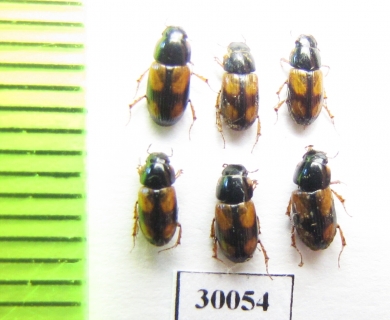 Aphodius quadriguttatus  Uzbekistan - INSECTS-STORE.RU