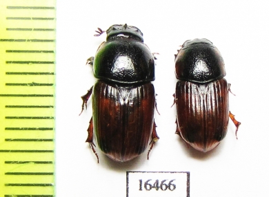 Aphodius scrutator, pair  Russia, Ingushetia reg. - INSECTS-STORE.RU