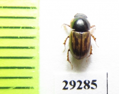 Aphodius scuticollis  Kazakhstan - INSECTS-STORE.RU