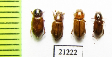 Aphodius sp.  Uzbekistan - INSECTS-STORE.RU