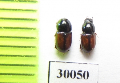 Aphodius spinosus  Uzbekistan - INSECTS-STORE.RU