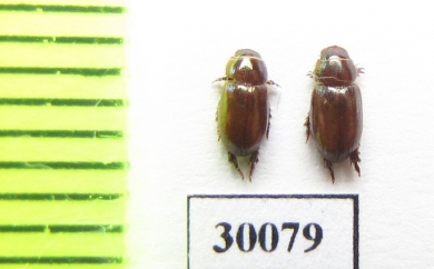 Eremazus unistriatus  Iran, Huzestan prov. - INSECTS-STORE.RU