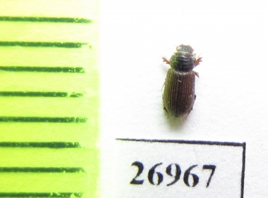 Psammodius sp.  Iran, Sistan prov. - INSECTS-STORE.RU