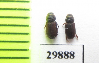 Psammodius sp.  Iran, Sistan prov. - INSECTS-STORE.RU