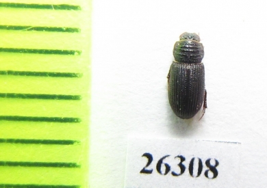 Psammodius sp.  Oman - INSECTS-STORE.RU