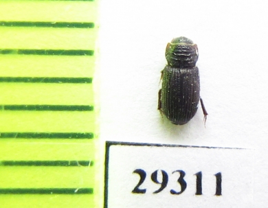 Rhyssemus granosus  Oman - INSECTS-STORE.RU