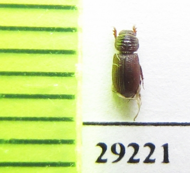 Rhyssemus inscitus  Egypt - INSECTS-STORE.RU