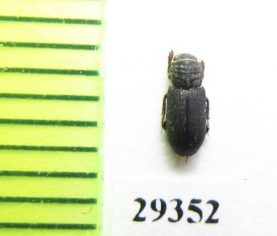 Trichiorhyssemus elegans  Oman - INSECTS-STORE.RU