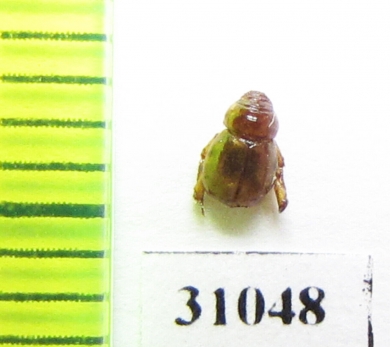 Thinorycter redikortzevi  Turkmenistan - INSECTS-STORE.RU