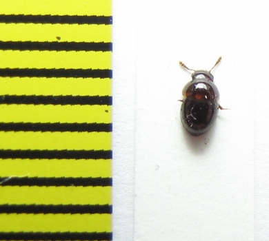 Agathidium badium  Belorussia - INSECTS-STORE.RU