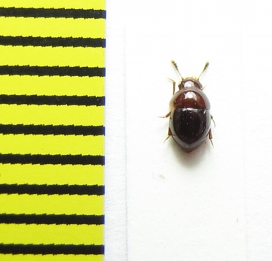 Agathidium badium  Belorussia - INSECTS-STORE.RU